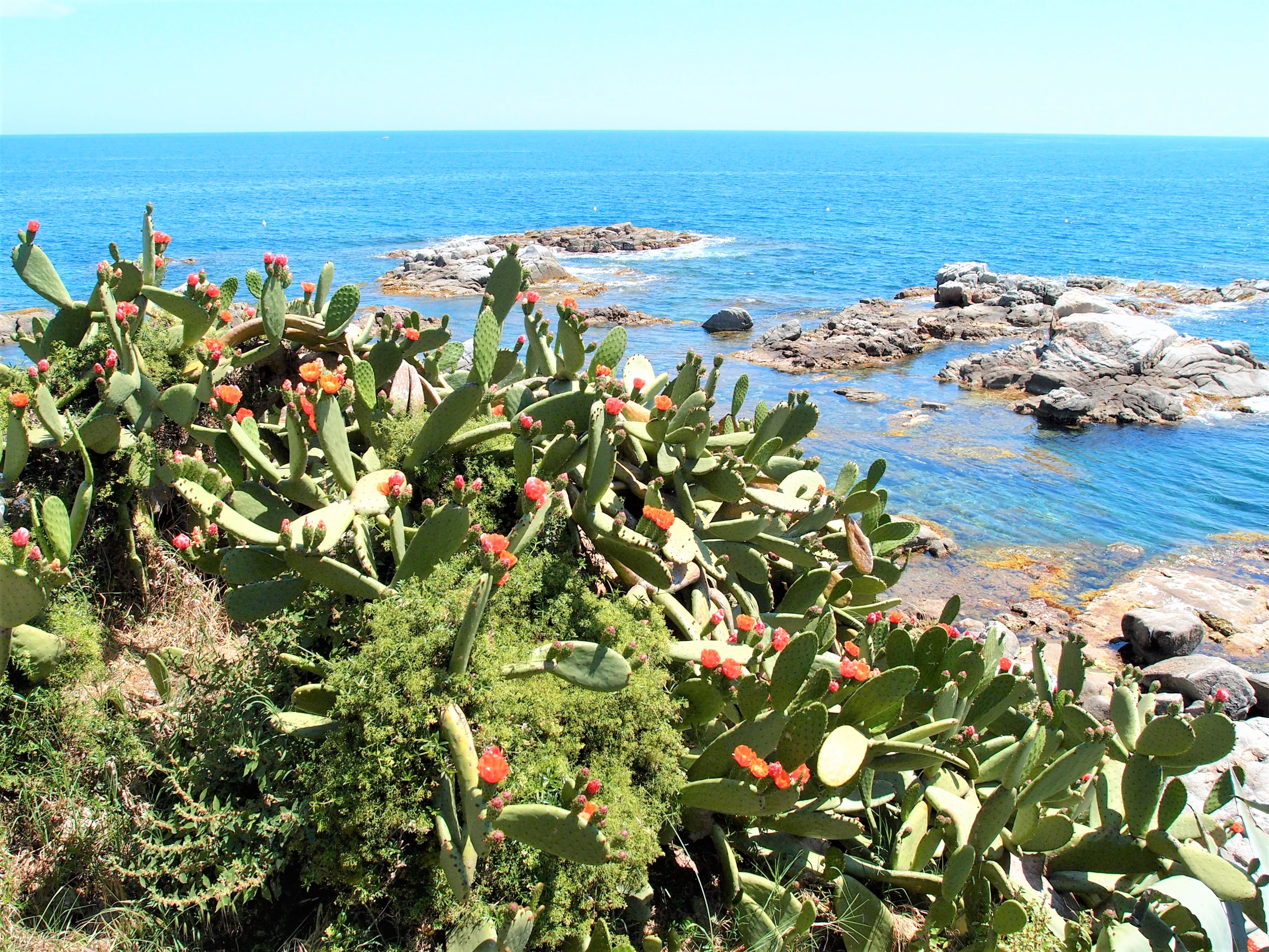 Calella de Palafrugell